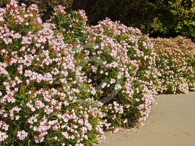 Nerium Oleander Petite Pink Dwarf Oleander Information And Photos