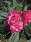 Nerium oleander Splendens