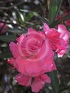 Nerium oleander Splendens