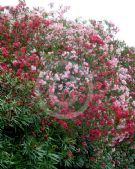 Nerium oleander