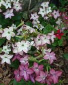 Nicotiana sanderae