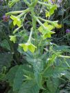 Nicotiana sanderae