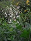 Nicotiana sylvestris