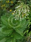 Nicotiana sylvestris