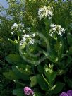 Nicotiana sylvestris