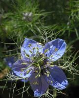 Nigella damascena