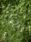 Nigella damascena