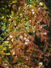 Nothofagus moorei