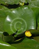 Nuphar lutea