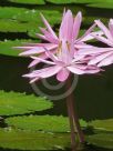 Nymphaea Tropical