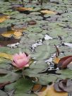 Nymphaea Hardy