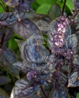 Ocimum basilicum Dark Opal