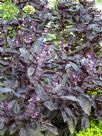 Ocimum basilicum Dark Opal