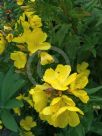 Oenothera fruticosa Yellow River