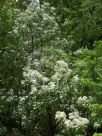 Olearia argophylla