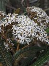 Olearia lacunosa