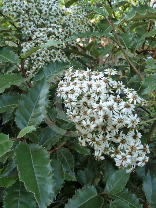 Olearia Macrodonta Arorangi New Zealand Holly Information Photos