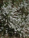 Olearia microphylla