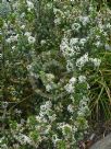 Olearia nummulariifolia