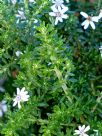 Olearia ramulosa