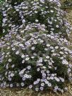 Olearia tomentosa