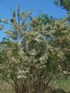 Olearia viscidula