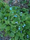 Omphalodes verna