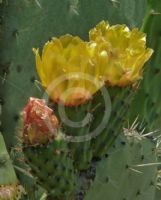 Opuntia ficus-indica