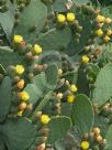 Opuntia ficus-indica