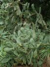 Opuntia ficus-indica