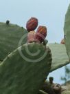 Opuntia ficus-indica