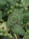 Opuntia ficus-indica