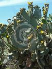 Opuntia ficus-indica