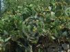 Opuntia ficus-indica