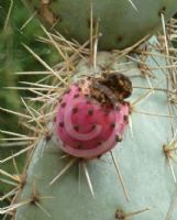 Opuntia robusta