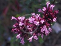 Origanum laevigatum Herrenhausen