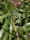 Ornithogalum longibracteatum