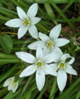 Ornithogalum umbellatum