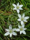 Ornithogalum umbellatum