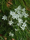 Ornithogalum umbellatum