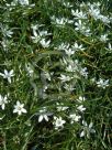 Ornithogalum umbellatum