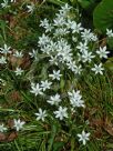 Ornithogalum umbellatum