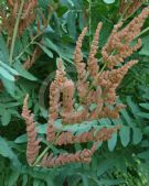 Osmunda regalis