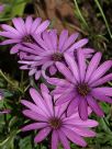 Osteospermum jucundum