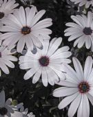 Osteospermum ecklonis