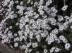 Osteospermum ecklonis