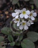 Ourisia macrophylla