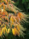 Oxydendrum arboreum