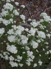 Ozothamnus diosmifolius