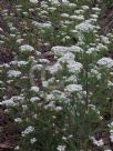 Ozothamnus diosmifolius